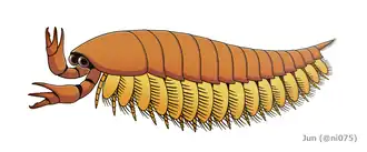 Реконструкция Haikoucaris ercaiensis