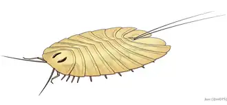 Реконструкция Cheloniellon calmani