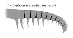 Передний придаток