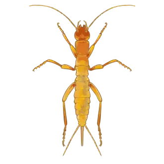 Galloisiana nipponensis