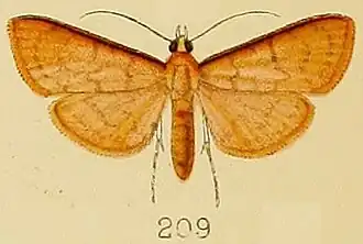 Psara bractealis