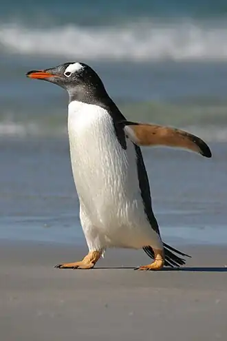 Субантарктический пингвин на Фолклендах