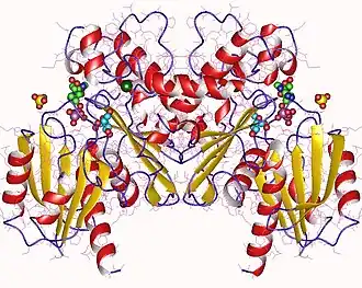 Димер фруктокиназы "Bacillus subtilis"