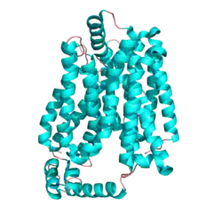 Кристаллическая структура GLUT1 у человека. PDB 4pyp