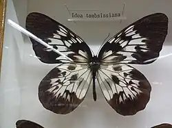 Idea tambusisiana