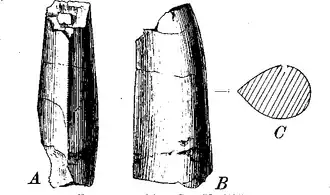 AMNH 2331 (голотип Clepsysaurus veatleianus)