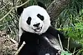 Большая панда