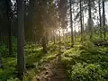 Лес недалеко от Петрозаводска, июнь 2021 года