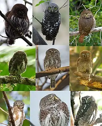 Glaucidium gnoma, Glaucidium capense, Glaucidium brasilianum, Glaucidium costaricanum, Glaucidium perlatum, Glaucidium radiatum, Glaucidium cuculoides, Glaucidium passerinum, Glaucidium nanum.