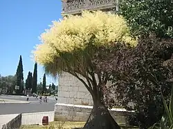 Цветение бокарнеи отогнутой