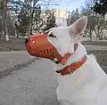 Собака в кожаном глухом наморднике.