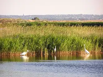 Малые белые цапли в лимане на Белосарайской косе