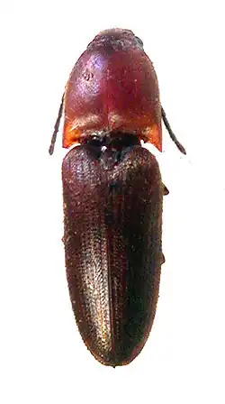Abelater sanguinicollis