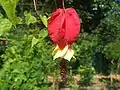 Abutilon megapotamicum (Spreng.) A.St.-Hil. & Naudin