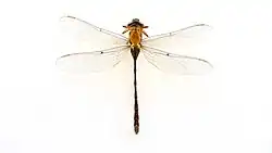 Самка, вид снизу