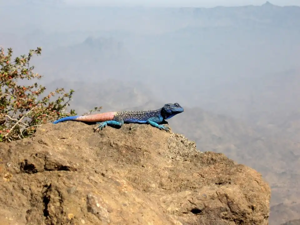 Проект: Йемен