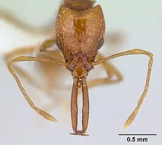Acanthognathus ocellatus