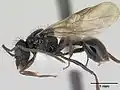 Acanthomyrmex ferox,самец
