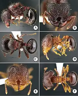 Матка (A, B, C) и эргатоидная самка