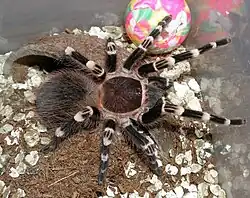 Acanthoscurria geniculata.