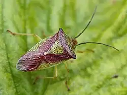 Килевик лиственныйAcanthosomatidae