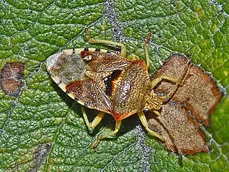 Щитник серый (Elasmucha grisea)