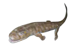 Acanthostega gunnari