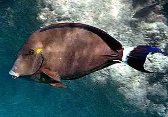 Acanthurus blochii