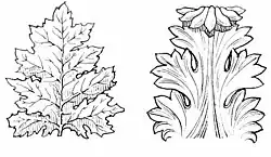 Лист аканта и его стилизация. Схематический рисунок
