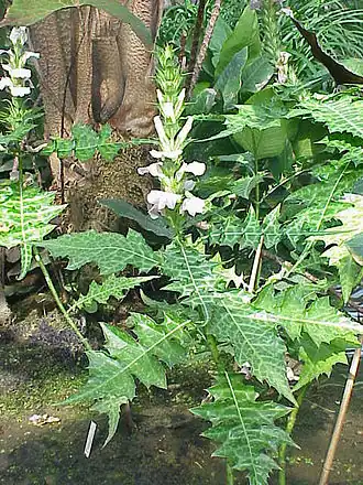 Акант горный (Acanthus montanus)