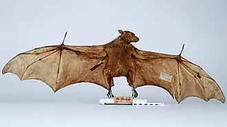 Чучело. Синтип.