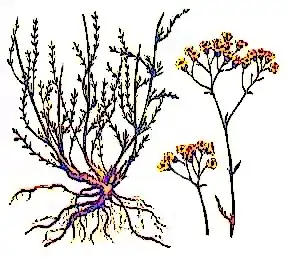 Тысячелистник голый