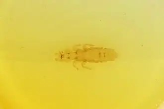 Acidoproctus maximus