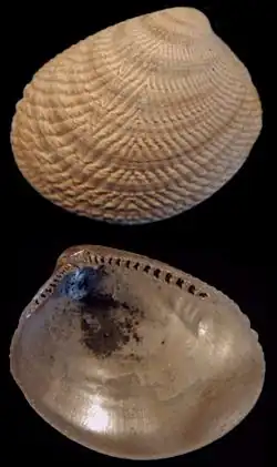 † Acila cobboldiae, семейство Nuculidae