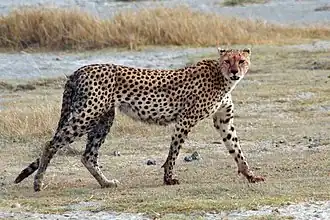 Гепард Acinonyx jubatus