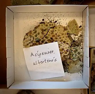 Окаменелость Acipenser albertensis