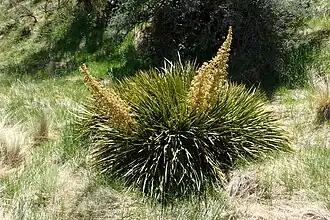 Ацифилла золотистая (Aciphylla aurea)