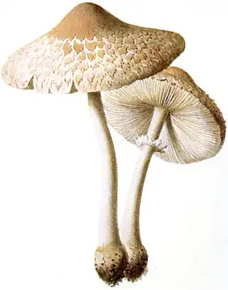 Гриб-зонтик белый (Macrolepiota excoriata)