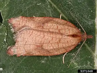 Бабочка-листовёртка Acleris rhombana