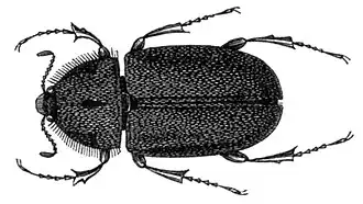 Aclopus vittatus