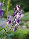 Борец северный (Aconitum lycoctonum)