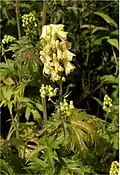 Аконит  (Aconitum album)