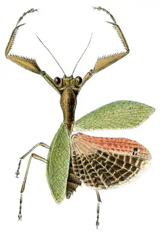 Acontista concinna