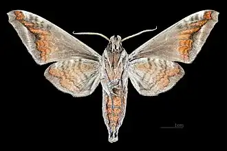 Самка Acosmeryx naga naga ♀△