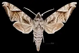 Самец Acosmeryx naga hissarica ♂