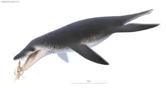 Реконструкция внешнего облика