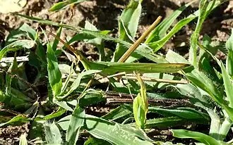 Самец Acrida bicolor