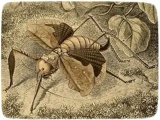 Acridoxena hewaniana