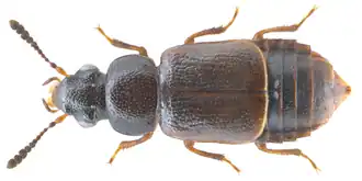 Acrolocha sulcula