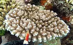 Acropora anthocercis